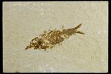 Bargain, 2.8" Fossil Fish (Knightia) - Wyoming - #183195-1